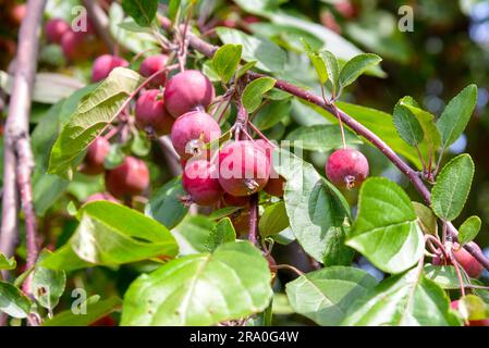 Die Malus RedSentinel Äpfel eignen sich gut für Gelatine und Marmelade. Sie sind sehr sauer und können nicht roh gegessen werden Stockfoto