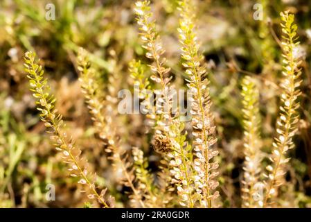Makro von Lepidium Pflanzen unter die warme Sommersonne Stockfoto