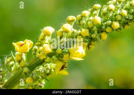 Makro geschlossener gelber (Verbascum Thapsus) Blüten auf der Wiese unter der Sommersonne Stockfoto