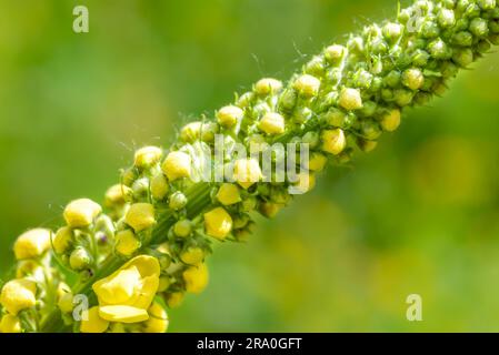 Makro geschlossener gelber (Verbascum Thapsus) Blüten auf der Wiese unter der Sommersonne Stockfoto