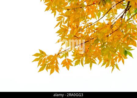 Asche-Ast mit gelben Blättern im Herbst, isoliert auf weißem Hintergrund Stockfoto