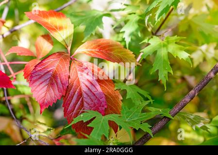 Blätter von wildem Wein rot und grüne Ahornblätter unter der warmen Herbstsonne Stockfoto