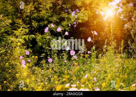 Rosa wilde Blumen im Park unter einem warmen Sommersonne Stockfoto