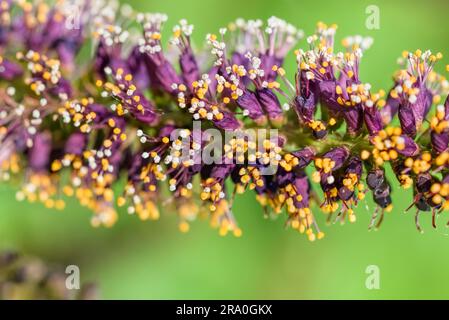 Makrofoto des rosa Akazie Knospen mit weißen und orangefarbenen Staubgefäßen voller Pollen und neue rosa Blüten Stockfoto