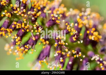 Makrofoto des rosa Akazie Knospen mit weißen und orangefarbenen Staubgefäßen voller Pollen und neue rosa Blüten Stockfoto