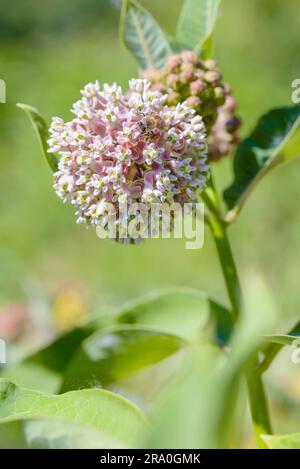 Makro einer rosafarbenen und weißen Wolfsmilch Blume mit einer Futtersuche Biene auf der Wiese unter die warme Frühlingssonne Stockfoto