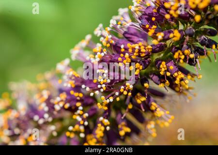 Makrofoto des rosa Akazie Knospen mit weißen und orangefarbenen Staubgefäßen voller Pollen und neue rosa Blüten Stockfoto