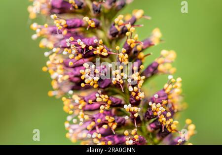 Makrofoto des rosa Akazie Knospen mit weißen und orangefarbenen Staubgefäßen voller Pollen und neue rosa Blüten Stockfoto