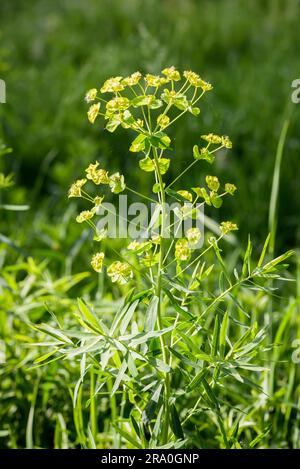 Eine gelbe (Euphorbia) auf der Wiese unter der warmen Frühlingssonne Stockfoto