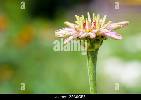 Eine einzelne Blume rosa Zinnia, gerade blühte, in einem Garten unter die warme Sommersonne Stockfoto