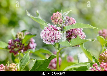 Makro einer rosafarbenen und weißen Wolfsmilch Blume auf der Wiese unter die warme Frühlingssonne Stockfoto