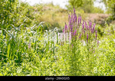 Pink (Lythrum Salicaria) wächst auf einer Wiese in der Nähe des Flusses unter der warmen Sommersonne Stockfoto