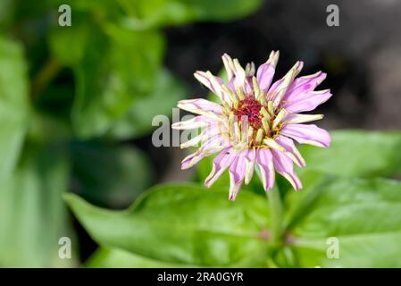 Eine einzelne Blume rosa Zinnia, gerade blühte, in einem Garten unter die warme Sommersonne Stockfoto