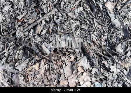 Makro der Asche des verbrannten Laub auf dem Boden Stockfoto