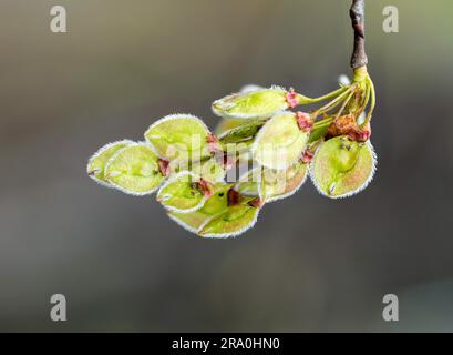 Makro einer Samara- oder Elmschote (Ulmus laevis) im Frühling Stockfoto