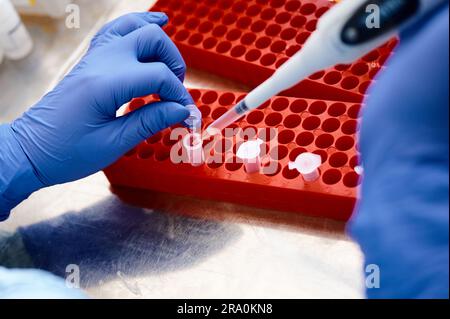 Der Techniker arbeitet an der Untersuchung der Analysenprobe in Reagenzgläsern Stockfoto