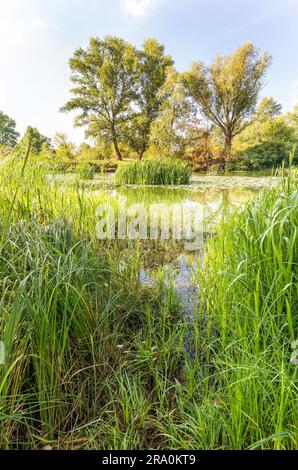 Schöner Sommerabend in der Nähe des Dnieper Flusses mit Nuphar lutea Wasserlilien und (Typha latifolia) Schilf im Wasser. Bäume im Hintergrund Stockfoto