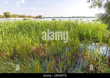 Schöner Sommerabend in der Nähe des Dnieper Flusses mit Nuphar lutea Wasserlilien und (Typha latifolia) Schilf im Wasser Stockfoto