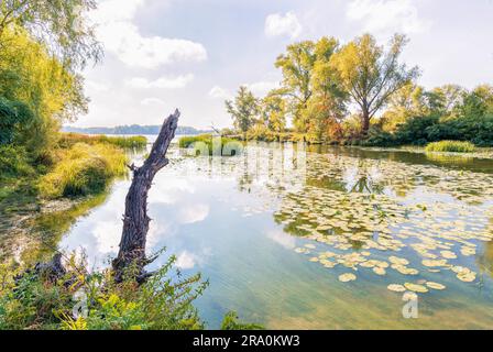 Schöner Sommerabend in der Nähe des Dnieper Flusses mit Nuphar lutea Wasserlilien und (Typha latifolia) Schilf im Wasser Stockfoto