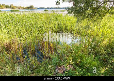 Schöner Sommerabend in der Nähe des Dnieper Flusses mit Nuphar lutea Wasserlilien und (Typha latifolia) Schilf im Wasser Stockfoto