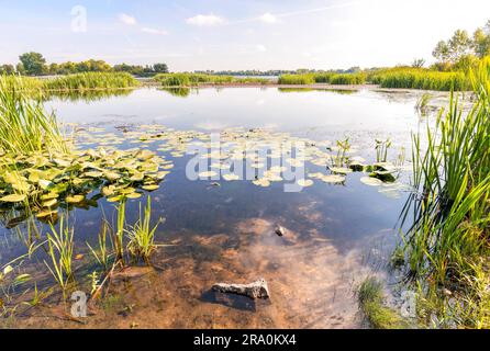 Schöner Sommerabend in der Nähe des Dnieper Flusses mit Nuphar lutea Wasserlilien und (Typha latifolia) Schilf im Wasser Stockfoto