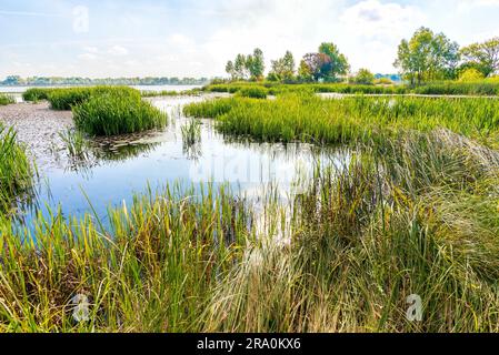 Schöner Sommerabend in der Nähe des Dnieper Flusses mit Nuphar lutea Wasserlilien und (Typha latifolia) Schilf im Wasser. Bäume im Hintergrund Stockfoto