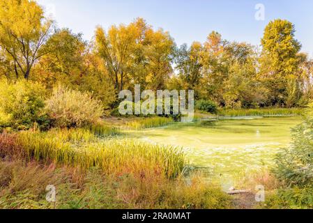 Einem grünen Teich umgeben von Herbst Bäume Stockfoto