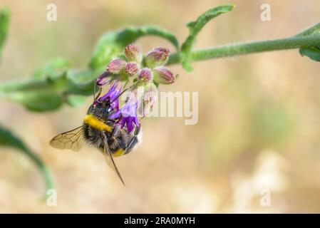 Eine wilde nass Bee Pollen zu sammeln, auf einer Blueweed-Blume Stockfoto