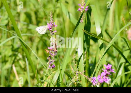 Ein Schmetterling, auch bekannt als Small Cabbage White (Pieris rapae), frisst auf einer rosa Lythrum salicaria Blume Stockfoto