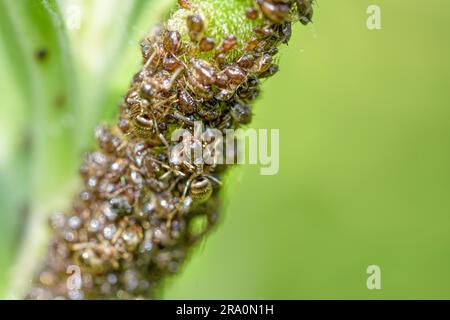 Ameisen sind Blattläuse auf eine Grünpflanze Zucht. Stockfoto