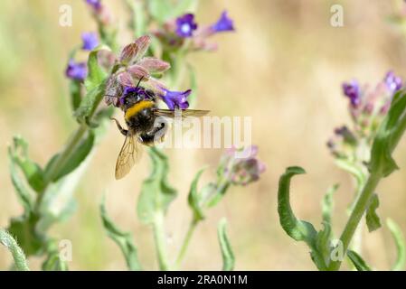 Eine wilde nass Bee Pollen zu sammeln, auf einer Blueweed-Blume Stockfoto