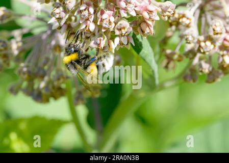 Eine wilde nass Biene sammeln Pollen auf einer Blume rosa Klee Stockfoto