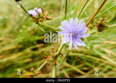 Eine malvenfarbene Zichorienblume (Cichorium Intybus), die in der Nähe des Sees in der Mitte des Schilfes Schoenoplectus unter der warmen Sommersonne wächst Stockfoto