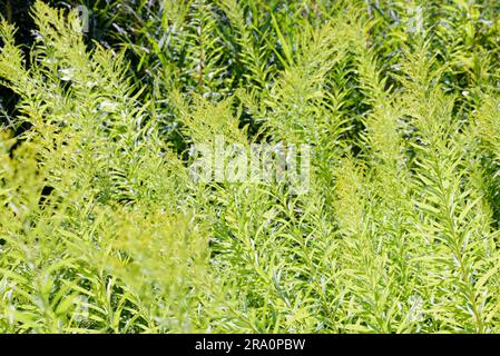 Canadensis, auch bekannt als Canada goldenrod (Solidago) oder Canadian goldenrod, in der Nähe des Sees Stockfoto