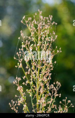 Detail einer Pflanze, die auch als Pferdealgen, kanadisches Pferdealgen (Erigeron canadensis), kanadisches Fleaban, Coltstail, Marestail und Butterweed bezeichnet wird Stockfoto