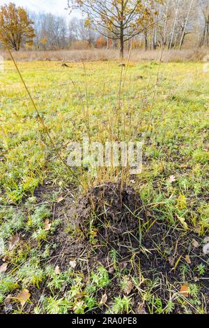 Klumpen Erde genannt Maulwurfshügel, verursacht durch ein Maulwurf in einem Feld im Herbst Stockfoto