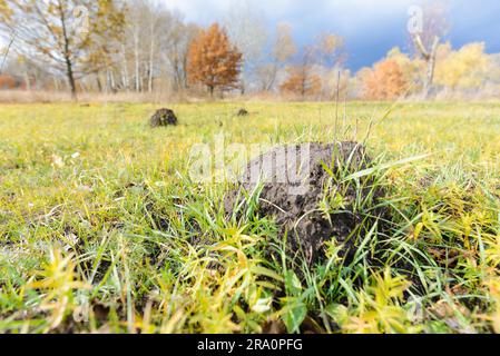 Klumpen Erde genannt Maulwurfshügel, verursacht durch ein Maulwurf in einem Feld im Herbst Stockfoto