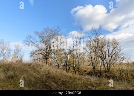 Herbstbäume, Weiden und Pappeln, auf den Feldern in der Nähe des Dnieper River, mit einem bewölkten Himmel Stockfoto