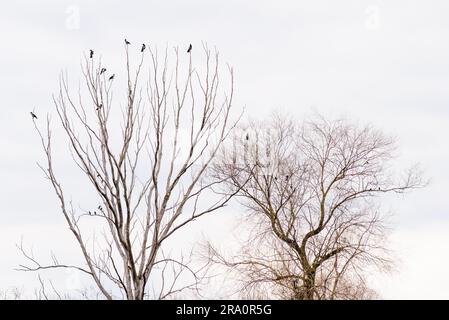 Nebelkrähen thront auf der Spitze Äste warten darauf, in einem grauen Wintertag die Flucht ergreifen Stockfoto