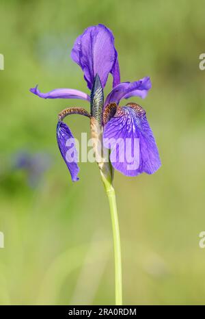 Weithin bekannt als sibirische Iris (Iris sibirica) oder sibirische Flagge, die auf der Wiese in der Nähe des Dnieper-Flusses in Kiew, Ukraine, unter dem weichen Wasser wächst Stockfoto