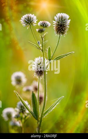 or white clover (Trifolium repens), also known as Dutch clover, Ladino clover, or Ladino, in the meadow close to the Dnieper river in Kiev, Ukraine Stock Photo