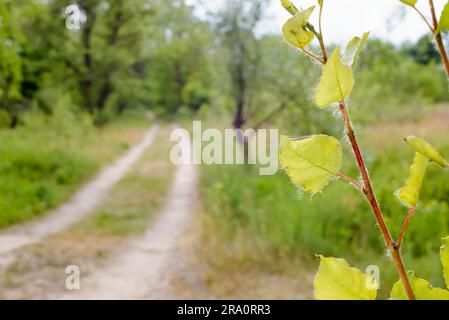 Popuplus Alba grüne, transparente Blätter mit Hintergrundbeleuchtung, auch Poplar genannt, in der Nähe einer Landstraße. Die Venen erscheinen unter dem starken Sonnenlicht Stockfoto