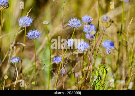 Blau, auch bekannt als Schaf's bit scabious (Jasione montana), blaue Hauben, blaue Knöpfe, blaue Gänseblümchen, eiserne Blume, Schafe sind skabös und Schafe beißen Stockfoto