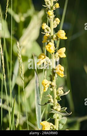 Gelbe Blüten, auch bekannt als großes Mullein oder gemeines Mullein (Verbascum Thapsus), auf der Wiese unter der Sommersonne Stockfoto