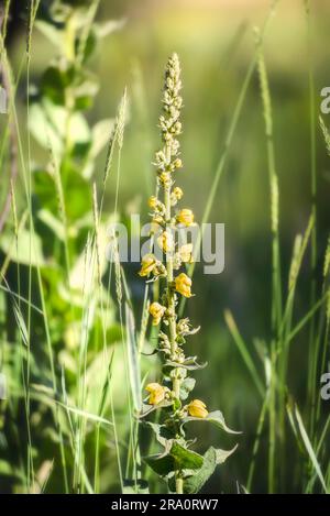 Gelbe Blüten, auch bekannt als großes Mullein oder gemeines Mullein (Verbascum Thapsus), auf der Wiese unter der Sommersonne Stockfoto