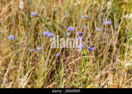 Blau, auch bekannt als Schaf's bit scabious (Jasione montana), blaue Hauben, blaue Knöpfe, blaue Gänseblümchen, eiserne Blume, Schafe sind skabös und Schafe beißen Stockfoto