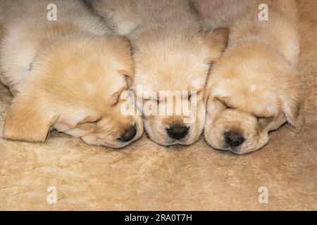 Nahaufnahme eines die Gesichter von drei Labrador Golden Retriver Mix Welpen, die im Schlaf zusammengekuschelt sind Stockfoto