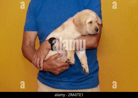 Nahaufnahme eines Labrador Golden Retriever Mix Hündchens, das in den Armen eines Mannes gehalten wird. Stockfoto