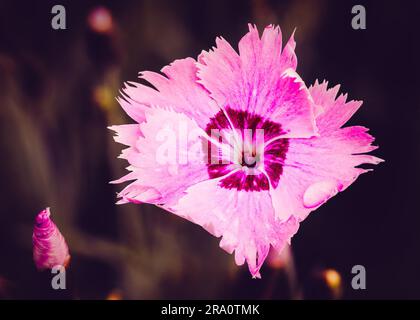 Ein schöner rosa-roter (Dianthus) Seguieri, auch bekannt als Sequier's Pink, im Frühling Stockfoto