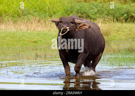 Wasserbüffel (Bubalus arnee), Langkawi Insel, Kerabau, Büffel, Haus Büffel (Bos arnee), Malaysia Stockfoto